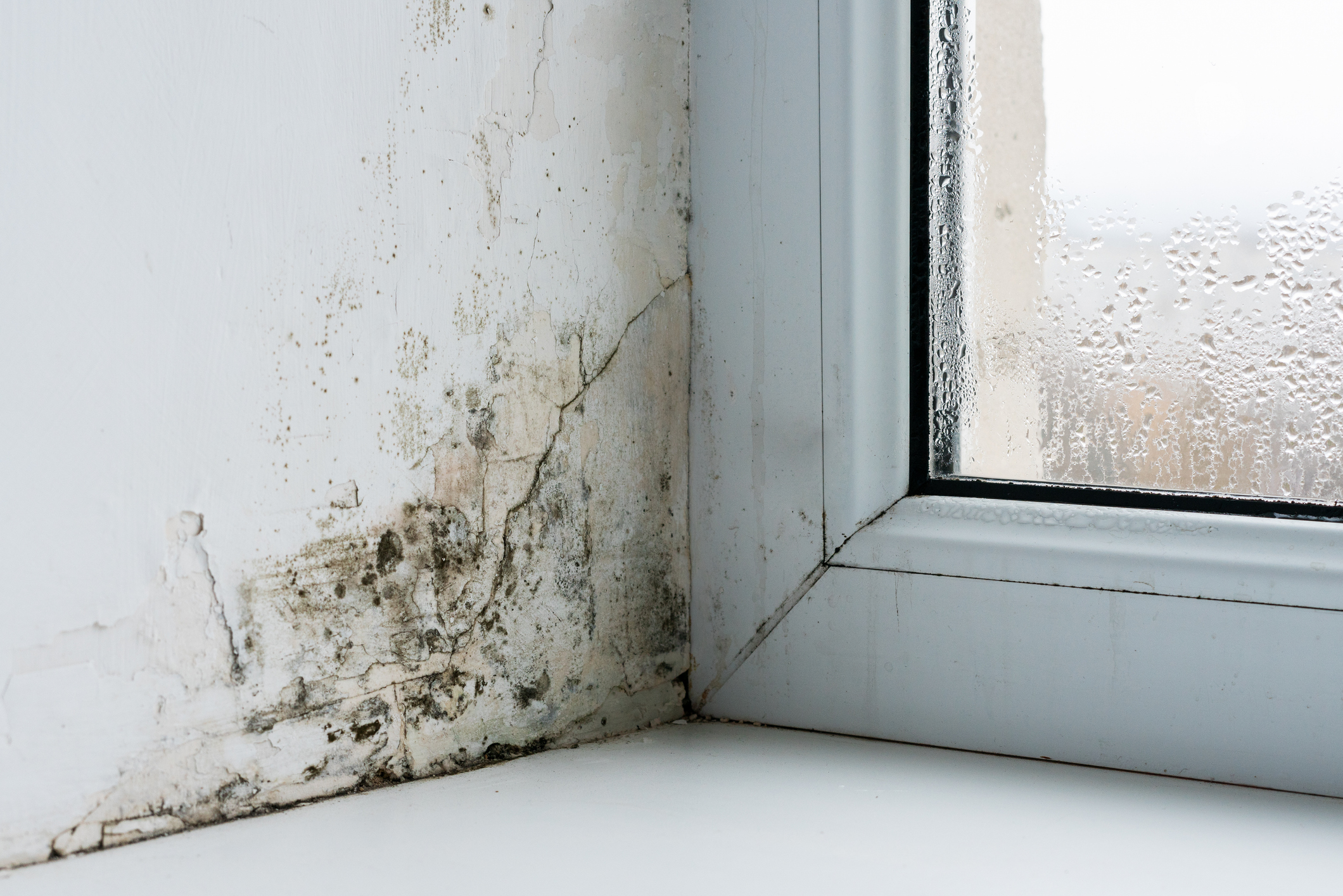 Moisture damage and mold around a condensation-covered window